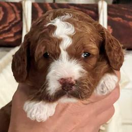 Joy - Red  female Goldendoodle puppy in Apopka, Florida from The Classic Doodle