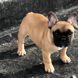 French Bulldog and Mastiff Puppies from Divine Mastiffs Ashlan French Bulldogs