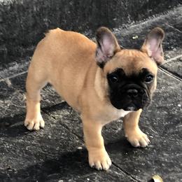 French Bulldog and Mastiff Puppies from Divine Mastiffs Ashlan French Bulldogs