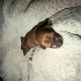 Bree - Red female Dachshund puppy in Turtletown, Tennessee from Stachia’s C4 Dachshunds