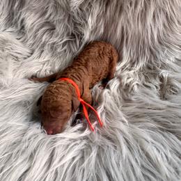 Rocket - Red  male Poodle puppy in Osyka, Mississippi from Southern Sunshine Standards