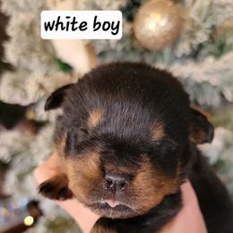 White boy - Black and mahogany male Rottweiler puppy in Custer County, Oklahoma from Rough Creek Kennels