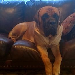Mastiffs from Cedarhills
