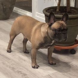 Ralph - French Bulldog