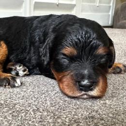 Bolt - Tri-color male Cavapoo puppy in Peoria, Arizona from Cactus Doods