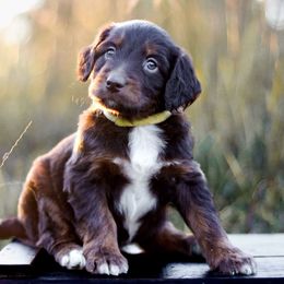 Suede - Red tri-color female Aussiedoodle puppy in Crete, Nebraska from Doodles & Co