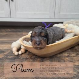 Purple - Merle female Goldendoodle puppy in West Chester, Ohio from Doodles of West Chester