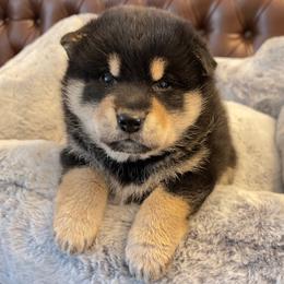 KuroTora - Black and tan male Shiba Inu puppy in San Francisco, California from Amber's House