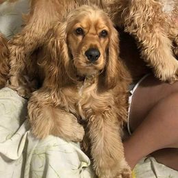 Bella - Cocker Spaniel