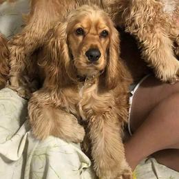 Bella - Cocker Spaniel