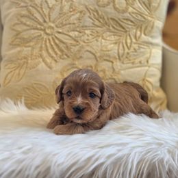 Meet Wini :) - Red female Cavapoo puppy in Centerville, Iowa from Barnyard Dachshunds, Dals & Doodles