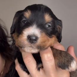 Boy 3 - Merle male Bernedoodle puppy in Montverde, Florida from Central Florida Bernedoodles