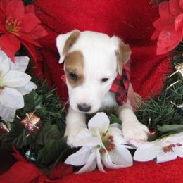 Jack Russell Terrier Puppies from Spritely Jack Russell Terriers