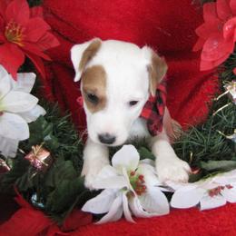 Jack Russell Terrier Puppies from Spritely Jack Russell Terriers