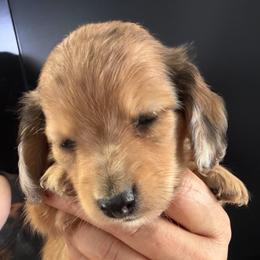 Ricky - Cream male Dachshund puppy in Bigfork, Minnesota from Dachshunds Up North