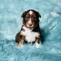 Australian Shepherd Puppies from Burdock Hill Australian Shepards