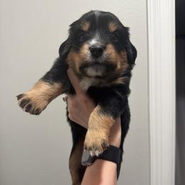 Sparks - Black tri female Miniature Australian Shepherd puppy in Sweeny, Texas from Peach Creek Minis