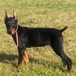 Girl 3 - Black and rust female Doberman Pinscher puppy in Elgin, Texas from New Horizons Kennels