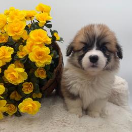 Peony - Red female Pembroke Welsh Corgi puppy in Minooka, Illinois from Lucky J Corgis