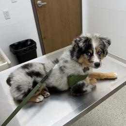 Australian Shepherd and Miniature Australian Shepherd All Grown Up from Happy Little Aussies