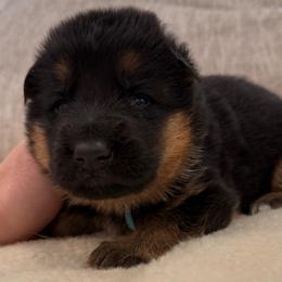 Blue Boy - Black and red male German Shepherd puppy in Battle Ground, Washington from Purebred Elite Shepherds