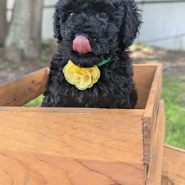 Black Male (yellow) - Black male Poodle puppy in Lumberton, Texas from Topline Poodles
