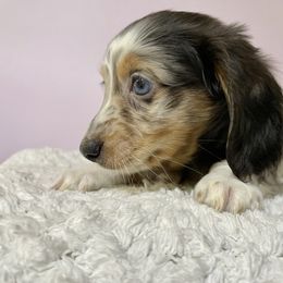 Marvin long coat one blue eye - Dapple male Dachshund puppy in Lakeland, Florida from Elite Doxies Florida