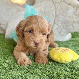Charlie - Caramel male Australian Labradoodle puppy in Anderson, California from Shaggy Doodles