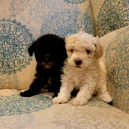 Poodle Puppies from Caboodles Of Poodles