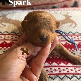 Spark - Red  male Poodle puppy in Modesto, California from Oso’s Red Toy, Mini, & Standard Poodles