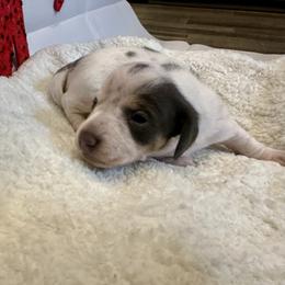 Mr.Piebald - Piebald male Dachshund puppy in Nederland, Texas from M & M Pups