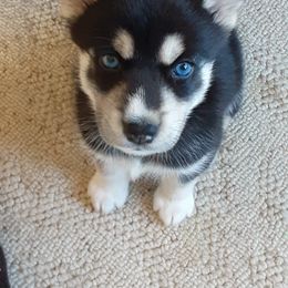Pomsky Puppies from Majestic Pomsky