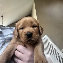 Puppy Pick 1 -Boy - Golden Golden Retriever puppy in Discovery Bay, California from River City Golden Retrievers