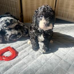 Yule - Black and white male Bernedoodle puppy in Alabama from Peach & Pawmetto Doodles