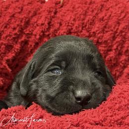 Teal Girl - Black female Labrador Retriever puppy in Colorado from Albrecht Farms Labrador Retrievers