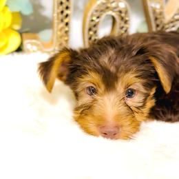 Bryson - Chocolate, tan and white male Yorkshire Terrier puppy in Atlanta, Georgia from Yuppie Yorkies