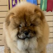 Chow Chow Puppies from Naiman Chow Chows