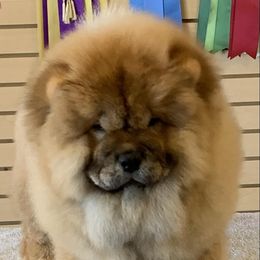 Chow Chow Puppies from Naiman Chow Chows