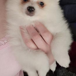 Pomeranian Puppies from Tiny treasures