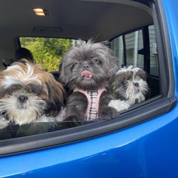 Shih Tzu Puppies from Margaret Szegda