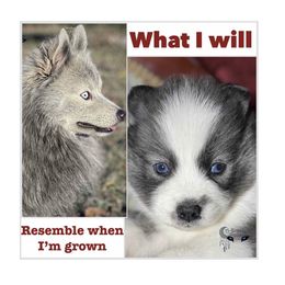 Freya Wolf Silver Stunner - Silver female Pomsky puppy in Perkins, Oklahoma from A-Dream Pomsky Kennel