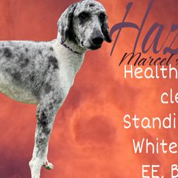 Australian Shepherds and Poodles from Ginger Blue Poodles
