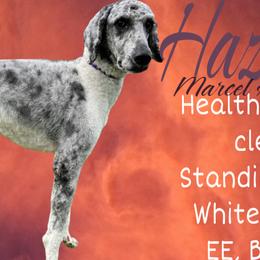 Australian Shepherds and Poodles from Ginger Blue Poodles