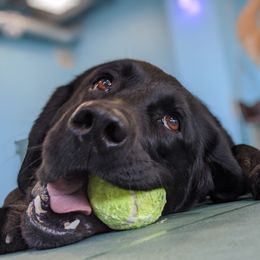 Labrador Retrievers from Bellamies Labradors