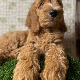 Goldendoodle and Poodle Puppies from Doodles by Design