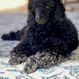 Poodle Puppies from Berndt Sienna Poodles