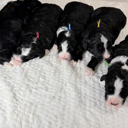 Bernedoodle puppies from Farm Fresh Doodles