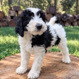 Kitty - Parti female Goldendoodle puppy in Pollock Pines, California from Penny Lane’s Doodles