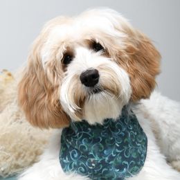 Ella - Australian Labradoodle