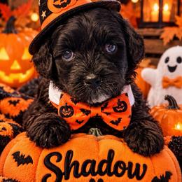 Shadow - Black male Shihpoo puppy in Cooper City, Florida from Jenny La Bone